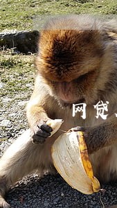 网贷从来没有逾期过 多久清空 网贷从来没有逾期过 多久清空